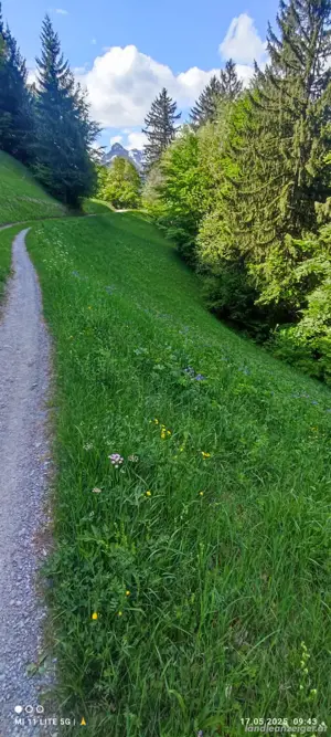 Wiese zu verpachten ca 1 ha, zum Heuen oder als Weide Bild 3