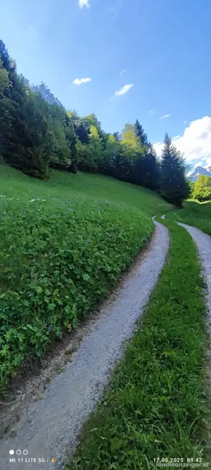 Wiese zu verpachten ca 1 ha, zum Heuen oder als Weide