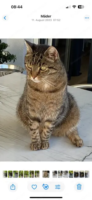 Wir vermissen unseren geliebten Tiger-Kater    Sir Lucky  seit dem 16.5.2025