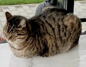 Wir vermissen unseren geliebten Tiger-Kater    Sir Lucky  seit dem 16.5.2025