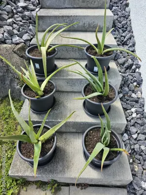  Heilpflanze Aloe Vera
