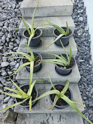  Heilpflanze Aloe Vera Bild 2