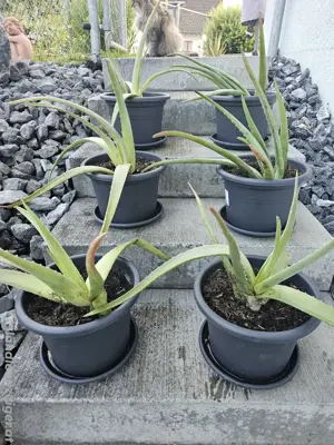  Heilpflanze Aloe Vera Bild 3