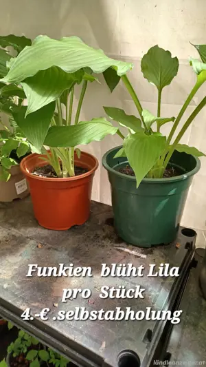 Blumen  und Sträucher 