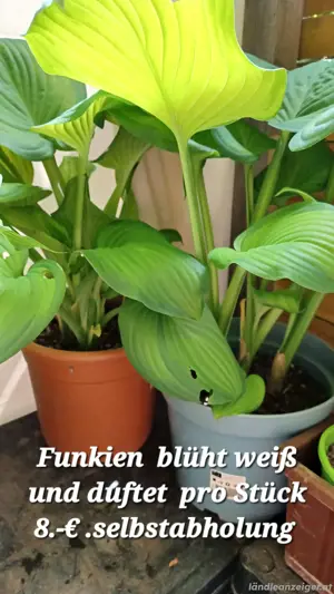 Blumen  und  Sträucher 