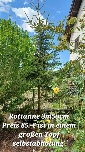 Blumen  und  Sträucher  Bild 4