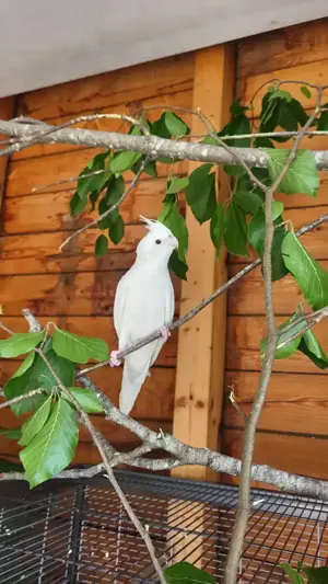 Nymphensittich Männlich Handzahm Bild 2