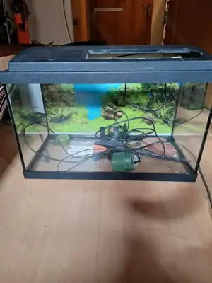 Aquarium günstig zu verkaufen