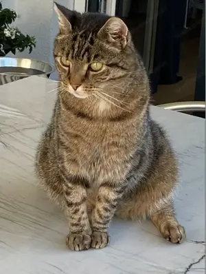 Wir vermissen unseren geliebten Tiger-Kater    Sir Lucky  seit dem 16.5.2025 Bild 2