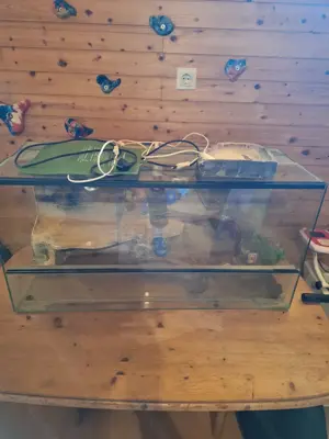 Terrarium zu verkaufen Bild 3