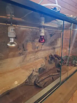 Terrarium zu verkaufen