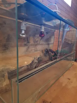 Terrarium zu verkaufen Bild 2