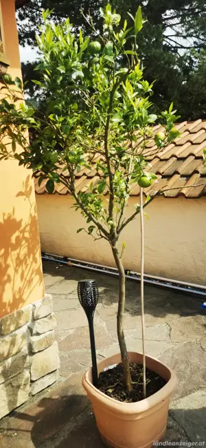 Orangenbaum