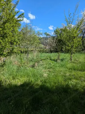 Wunderschöner Garten in Hörbranz günstig zu vermieten Bild 3