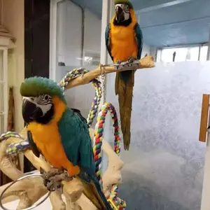 Papageien und Papageieneier