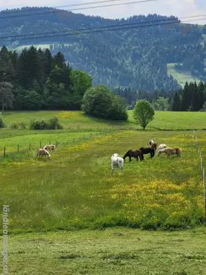 Pferdebox  Bild 6