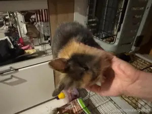Babykaninchen