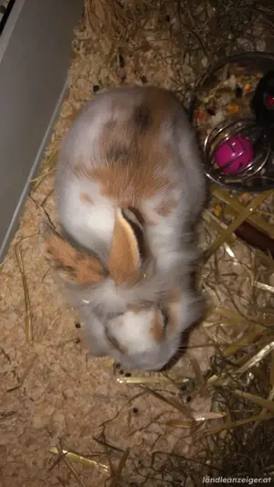 Babykaninchen Bild 3