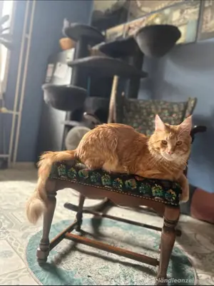 XXL Maine Coon Jihan sucht ein liebevolles neues Zuhause