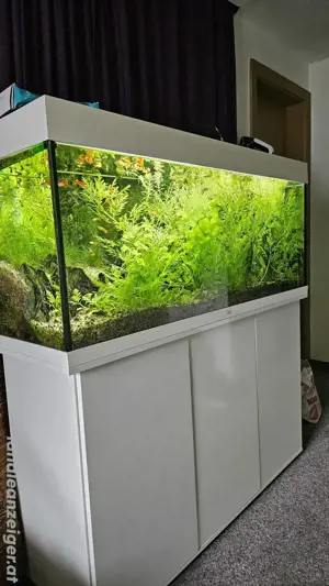 Verkaufen aquarium 