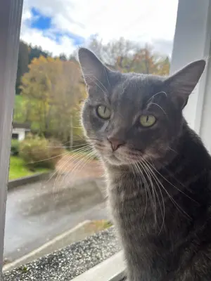 Kater Tommy aus Hörbranz wird vermisst! Bild 2