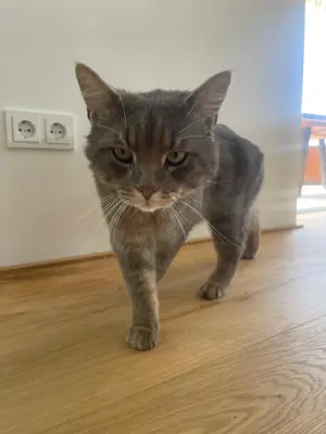 Kater Tommy aus Hörbranz wird vermisst! Bild 4