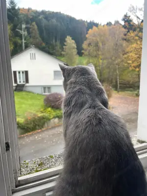 Kater Tommy aus Hörbranz wird vermisst! Bild 3
