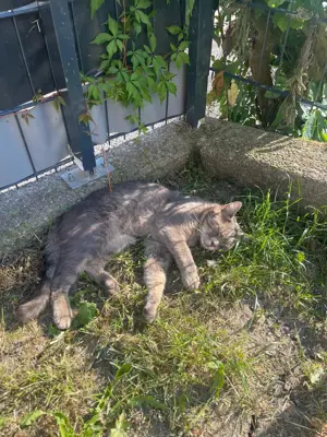 Kater Tommy aus Hörbranz wird vermisst! Bild 6