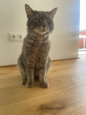 Kater Tommy aus Hörbranz wird vermisst! Bild 8