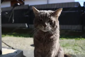 Kater Tommy aus Hörbranz wird vermisst! Bild 7