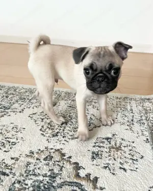 Unsere Mops Welpen machen sich nun auch auf die Suche nach neuen Familien . Bild 4