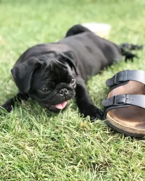 Unsere Mops Welpen machen sich nun auch auf die Suche nach neuen Familien . Bild 2