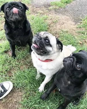 Unsere Mops Welpen machen sich nun auch auf die Suche nach neuen Familien . Bild 5