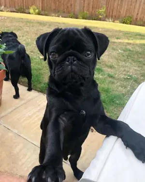 Unsere Mops Welpen machen sich nun auch auf die Suche nach neuen Familien .