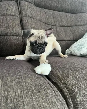 Unsere Mops Welpen machen sich nun auch auf die Suche nach neuen Familien . Bild 6