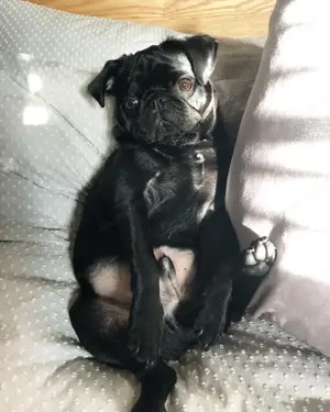Unsere Mops Welpen machen sich nun auch auf die Suche nach neuen Familien . Bild 3