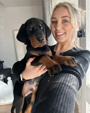 Unsere bezaubernden, reinrassigen Doberman Pinscher-Welpen Bild 5