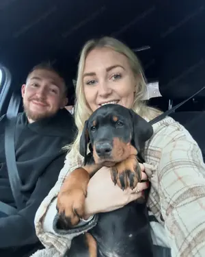 Unsere bezaubernden, reinrassigen Doberman Pinscher-Welpen Bild 3