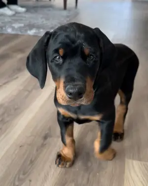 Unsere bezaubernden, reinrassigen Doberman Pinscher-Welpen