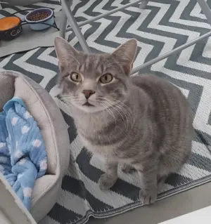 4 Monat alter Kater sucht ein liebevolles Zuhause 