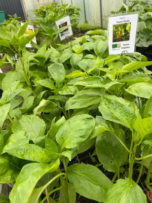 Jungpflanzen  Bild 3