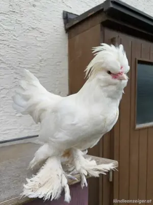 Sultan Hahn