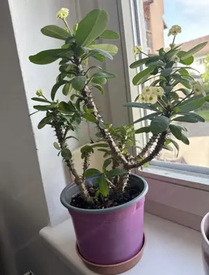 Euphorbia lophogona