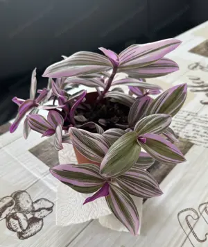 Zebrakraut