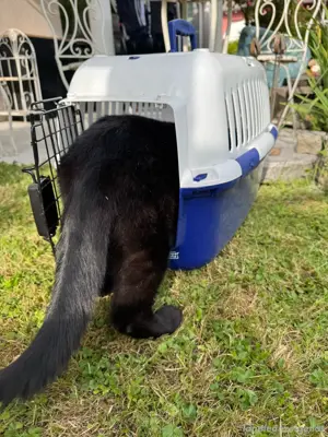 Transportbox Katzen  Bild 4