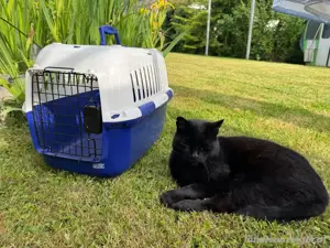 Transportbox Katzen 