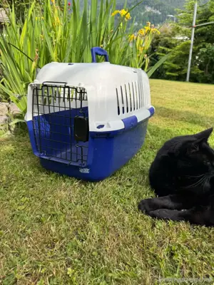 Transportbox Katzen  Bild 2