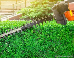 Heckenschnitt oder neue Hecke?