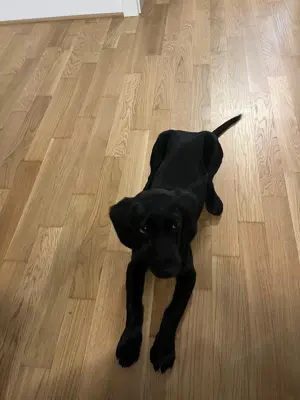 Verkaufe hund weibchen