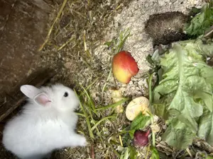 Junghasen zu verkaufen  Bild 3